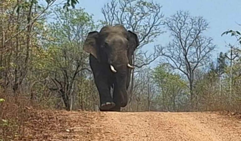 Wild elephants trampled three persons to death in Andhra Pradesh