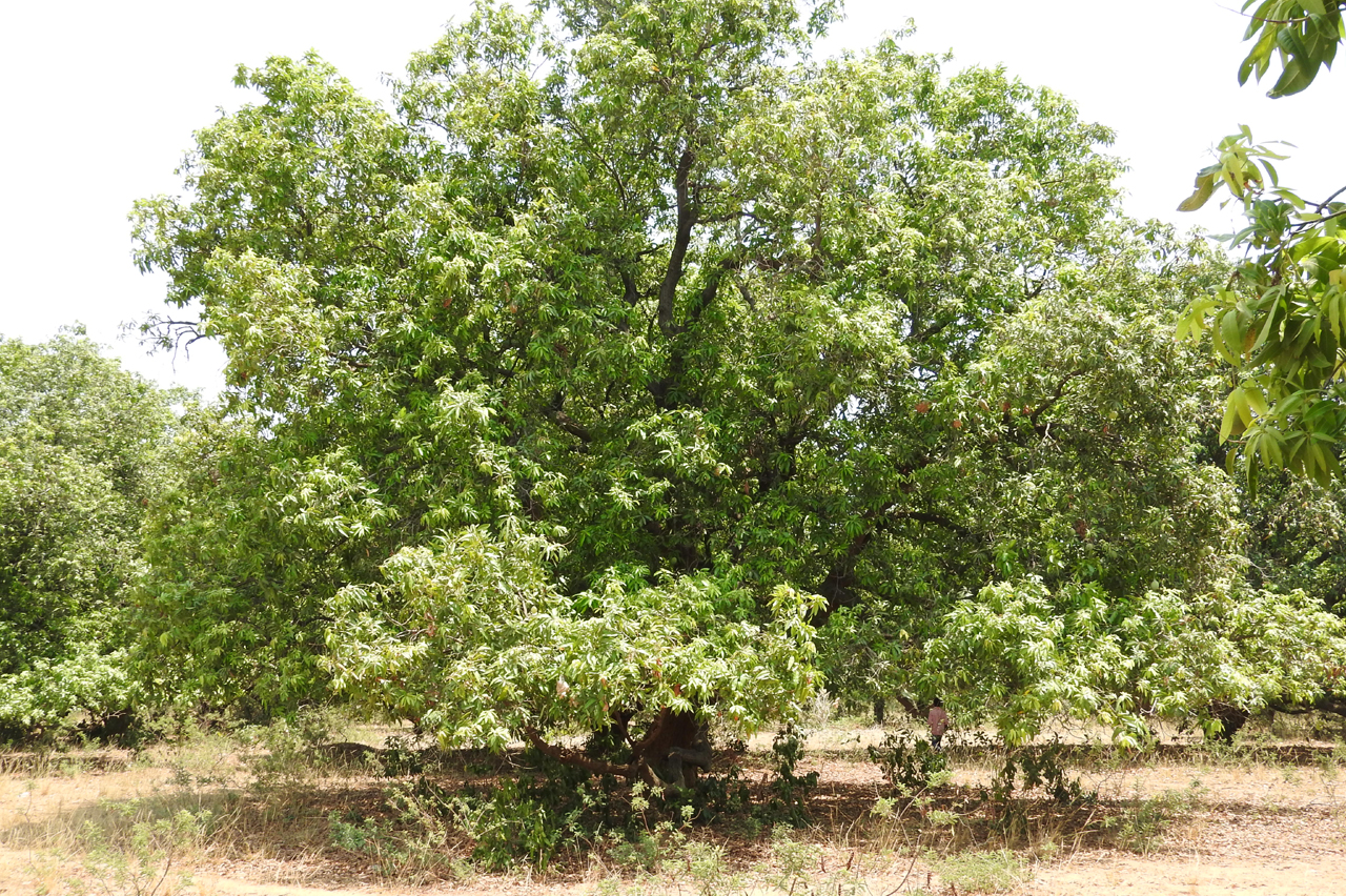 Mango farmers in Mancherial stare at crisis caused by cloudy weather, unseasonal rains