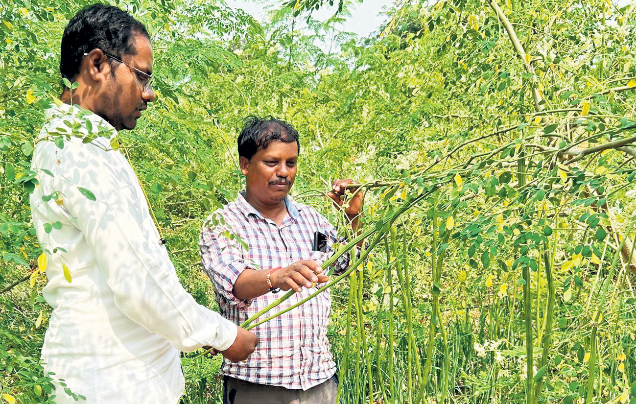 Siddipet: Farmers of Narayanraopet get assured monthly income with Moringa cultivation