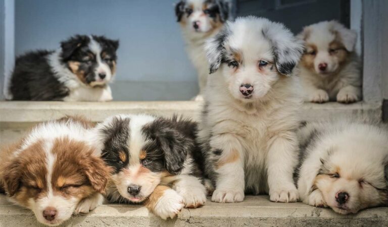 Pets