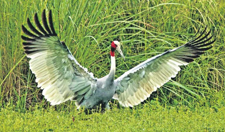 Sarus Crane