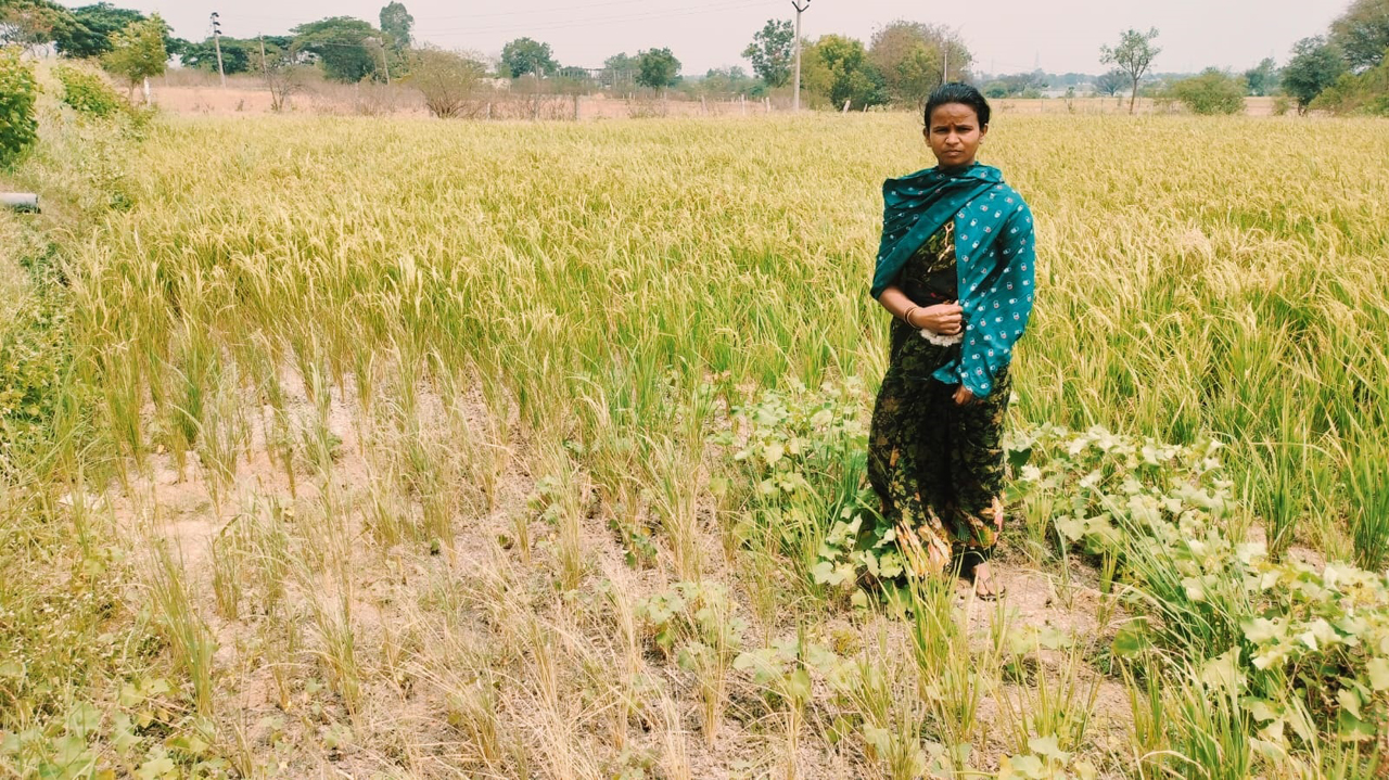 Telangana Today Impact: Transco officials lay new line Sravanthi’s paddy field