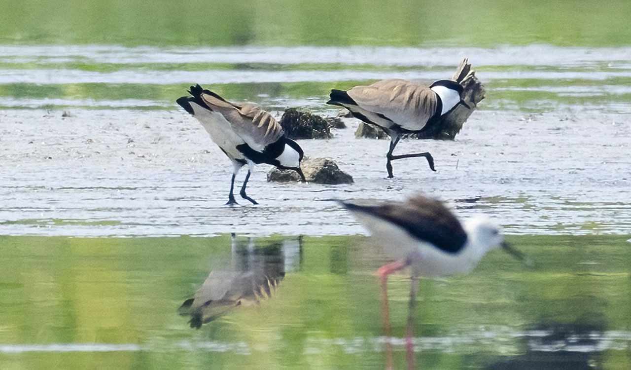 Spur Winged Lapwing finds a companion at Ammavaripeta Lake