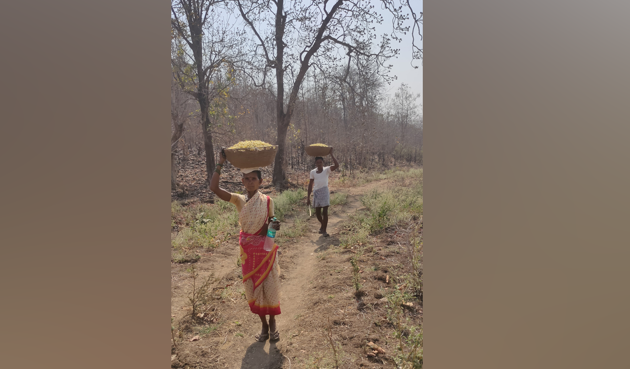 Presence of rogue elephant makes gathering of Mahua flowers risky