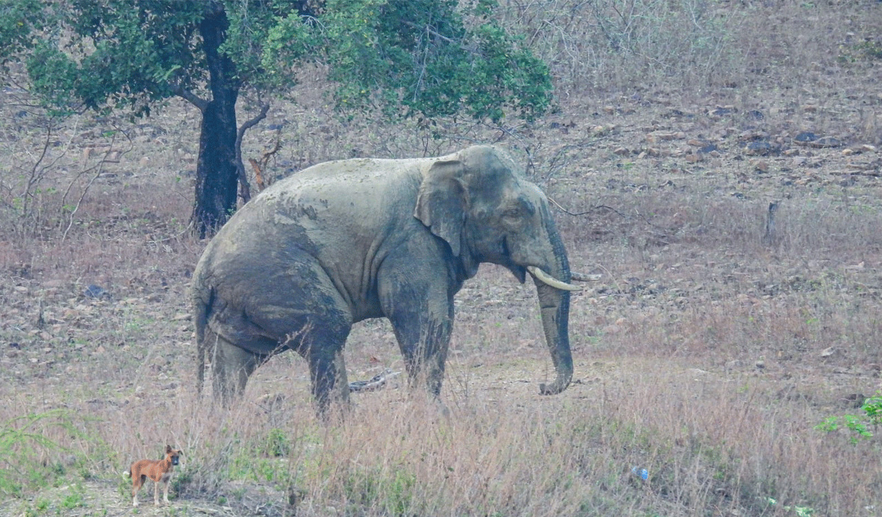 Elephant’s movement sends Forest department into huddle
