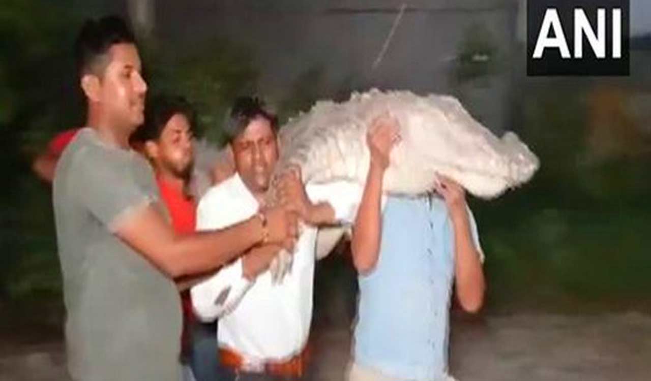 10-Foot crocodile takes a stroll in UP’s Bulandshahr, rescued by forest department