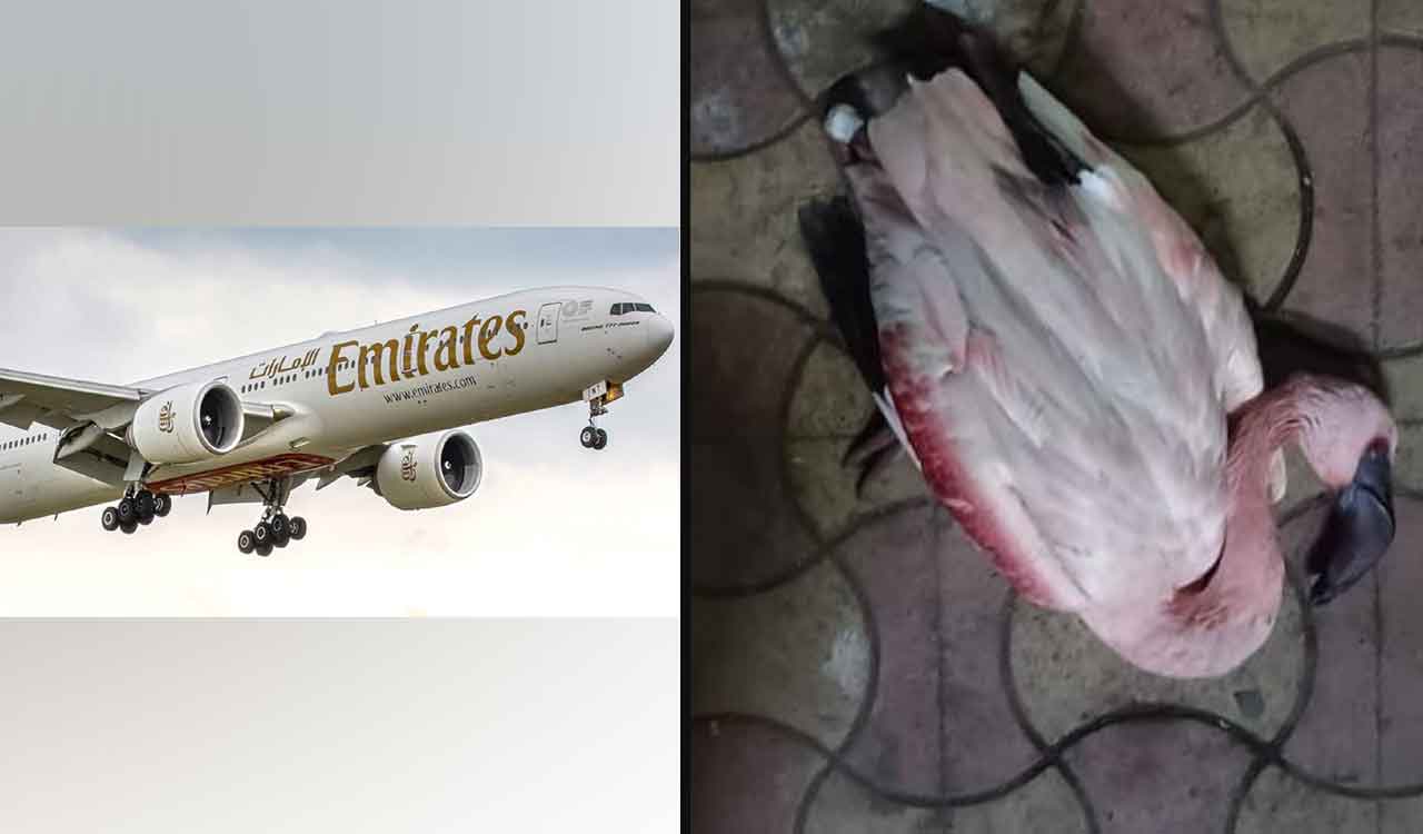 36 Flamingos hit Emirates flight at Mumbai’s Ghatkopar, aircraft grounded