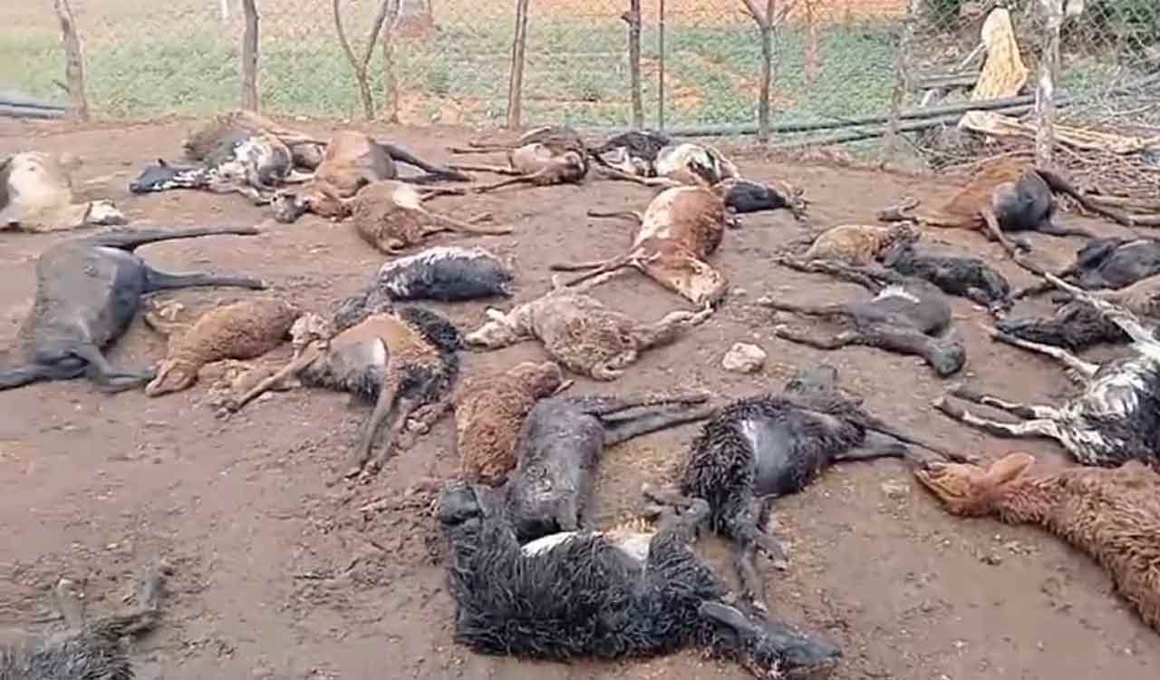 60 sheep killed in wild animal attack in Siddipet district