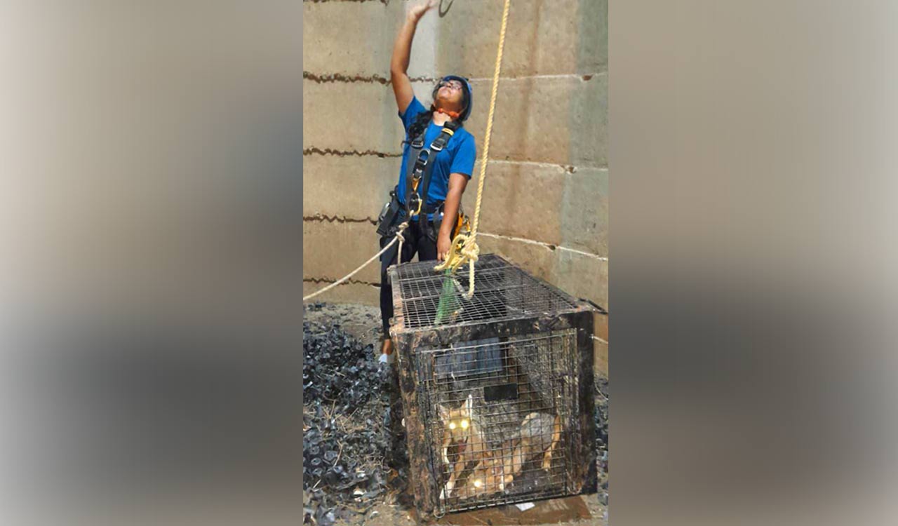 Ameenpur NGO rescues jackals from well in Maharashtra