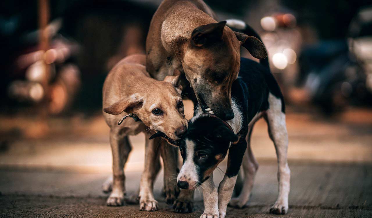 Andhra Pradesh: Butcher in Guntur allegedly kills pregnant street dog