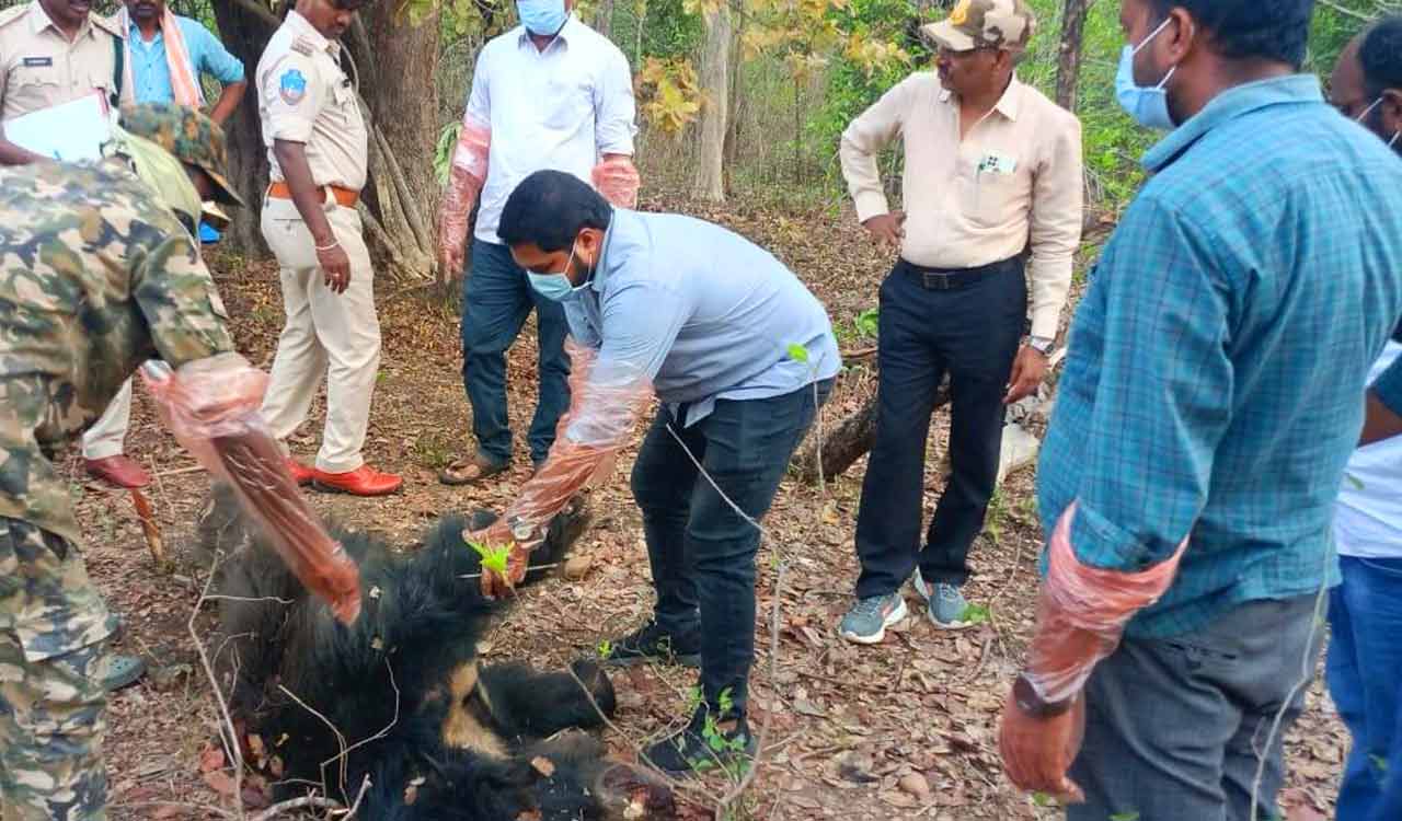 Carcass of sloth bear found in Asifabad 