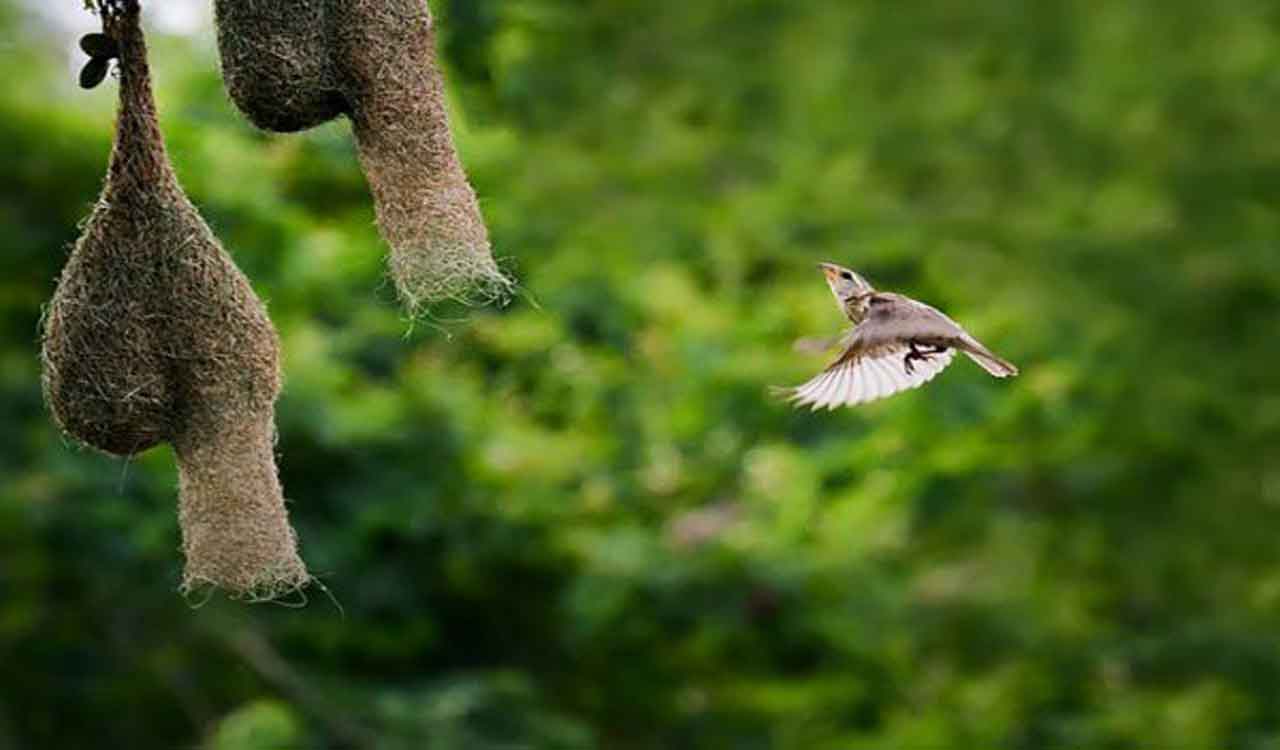 Editorial: Save the biodiversity