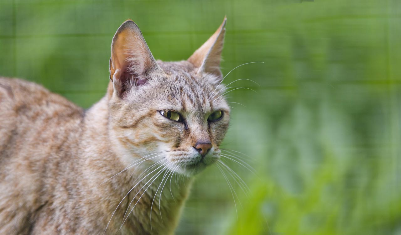 Hyderabad: Jungle cat sighting sparks panic in Gajjularamaram-Telangana ...