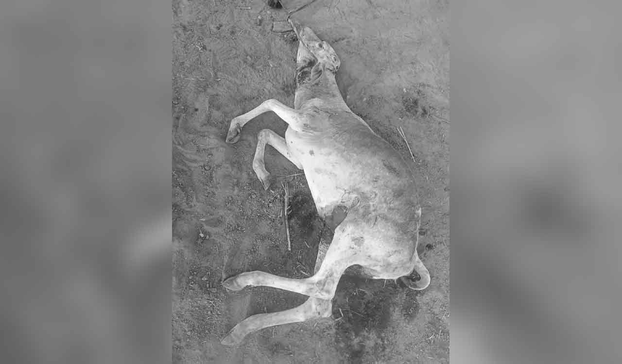 Leopard kills cow in Sangareddy
