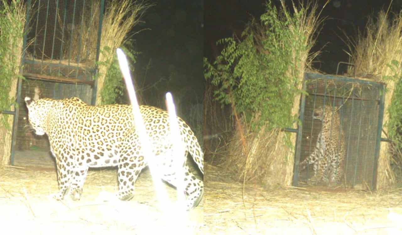 Leopard trapped at Hyderabad airport; Awaiting relocation decision
