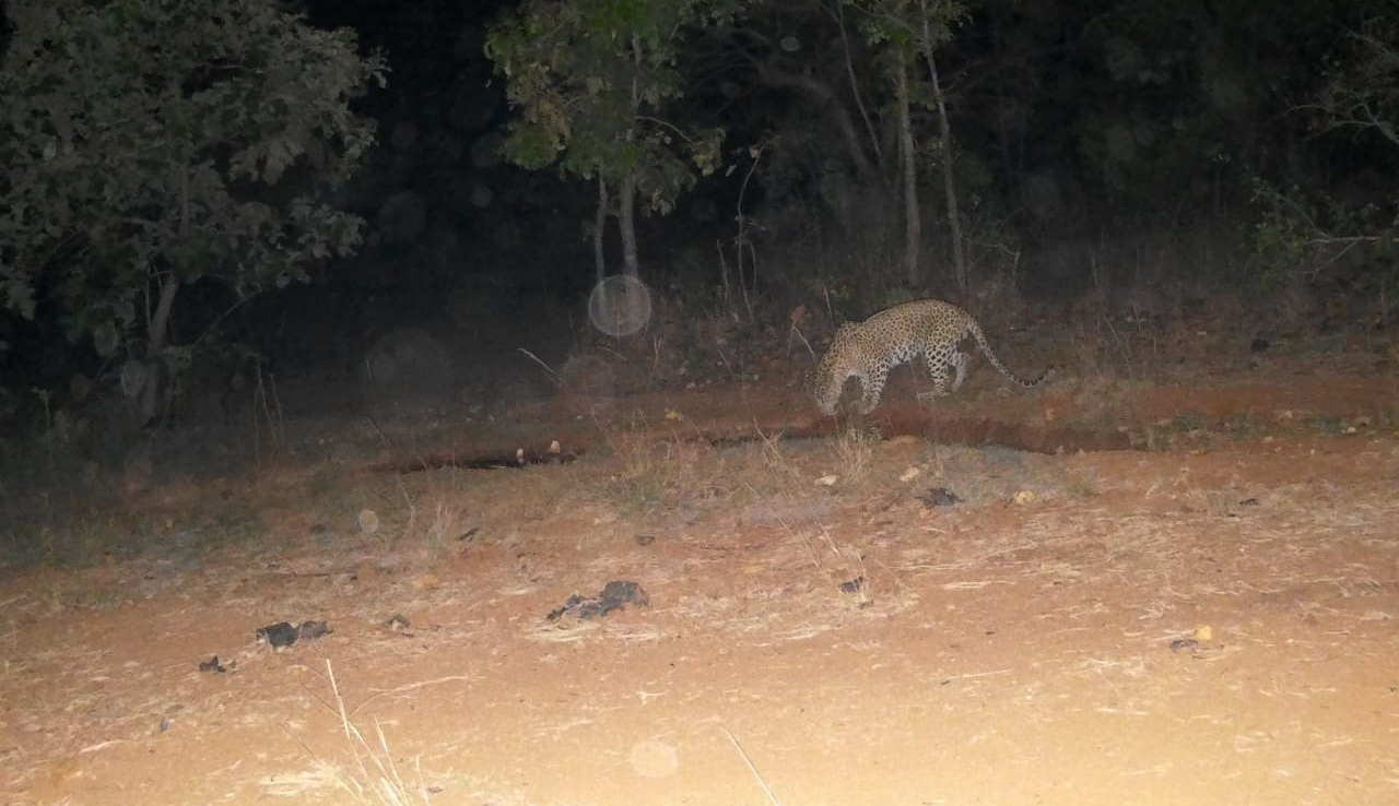 Villagers worried as leopard on the prowl close to human habitations in Medak