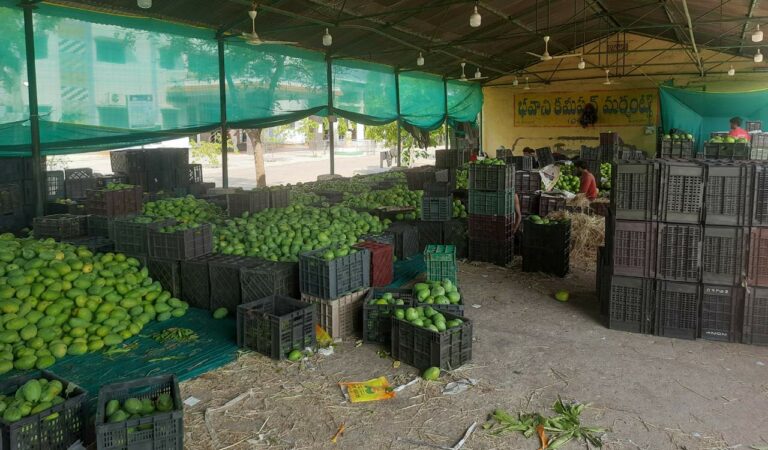 Mangoes