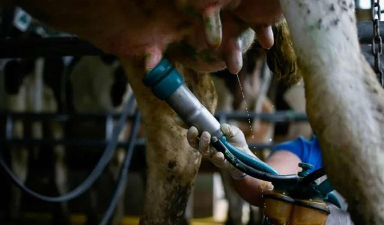 US reports another human H5 bird flu case linked to dairy cows