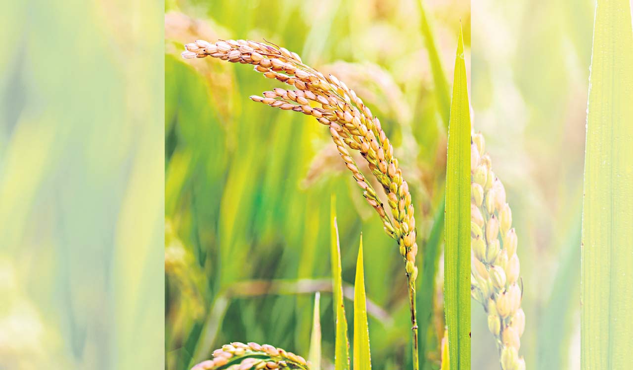 Opinion: Rice, turmeric and export duty