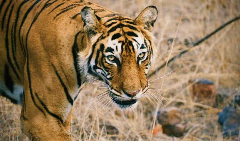 Tiger scare: Residents of ten villages live in fear in Telangana's Mancherial