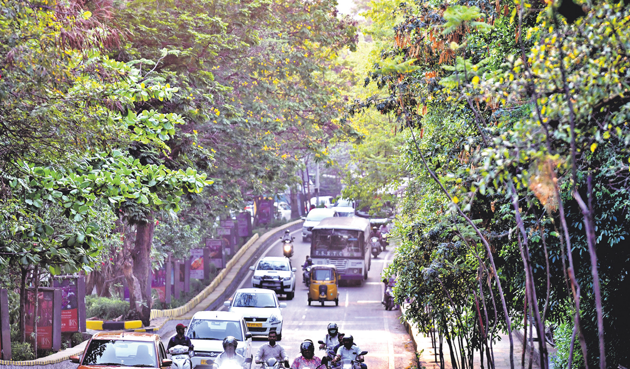 Wake up Hyderabad! time to arrest tree felling