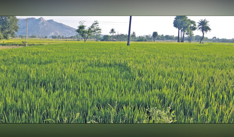 Vanakalam 88 Per Cent Area To Be Under Paddy Cultivation In Medak