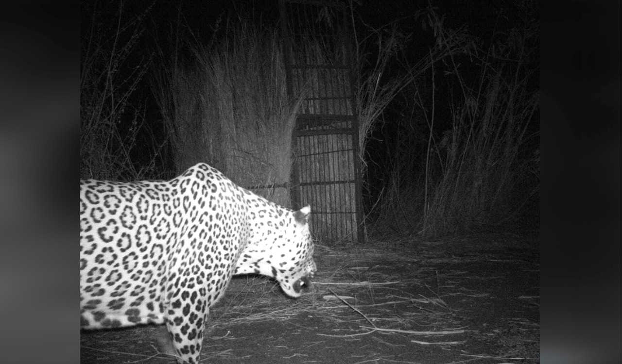 Airport Leopard: Elusive visitor spotted near trap cage but evades ...