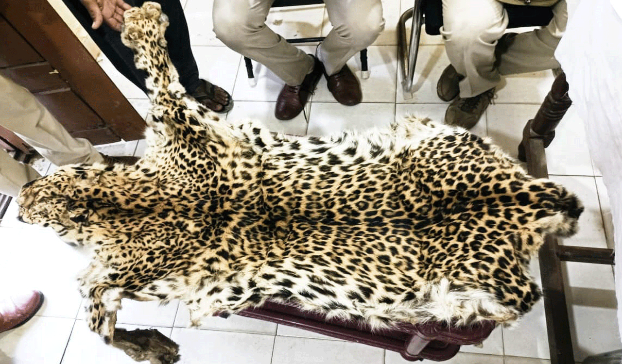 Two from Chhattisgarh arrested for poaching leopard, selling its skin in Mancherial