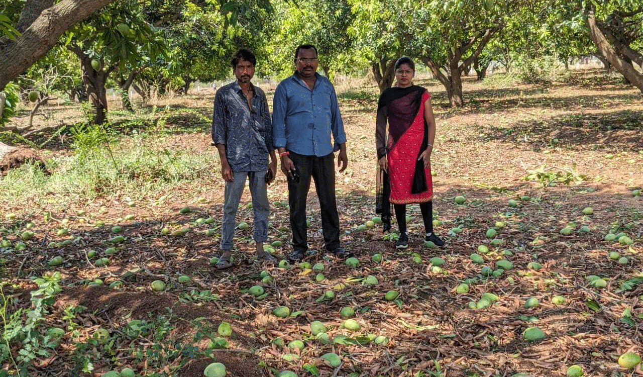 Mango orchards in 2,646 acres damaged in Siddipet