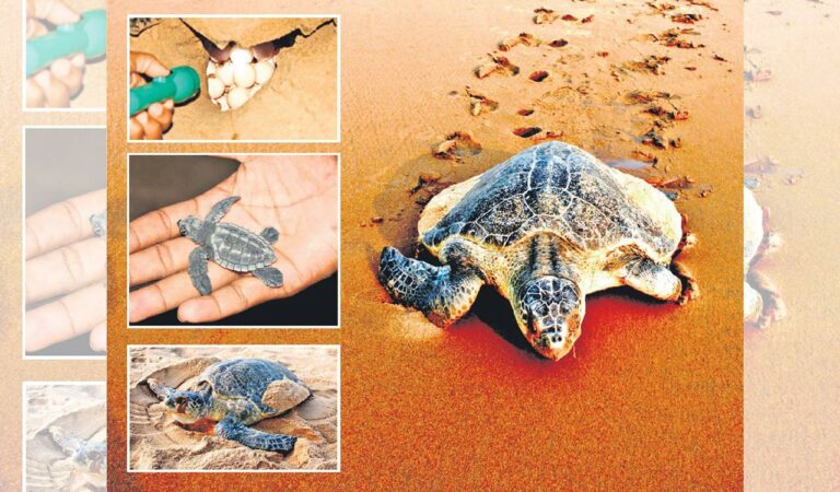 Turtles