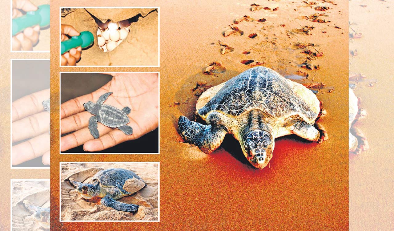 Rewind: Riddle of the Ridleys