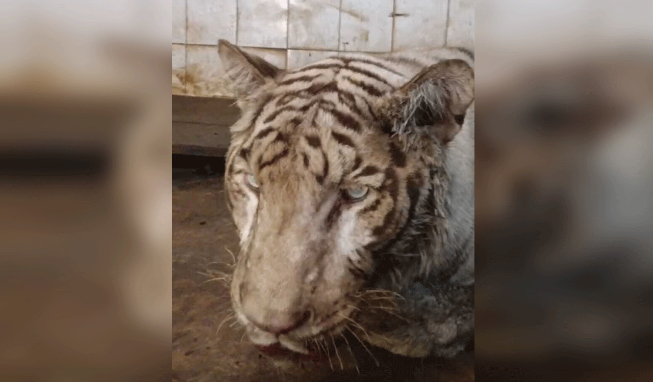 Nehru Zoological Park mourns loss of Bengal White Tiger
