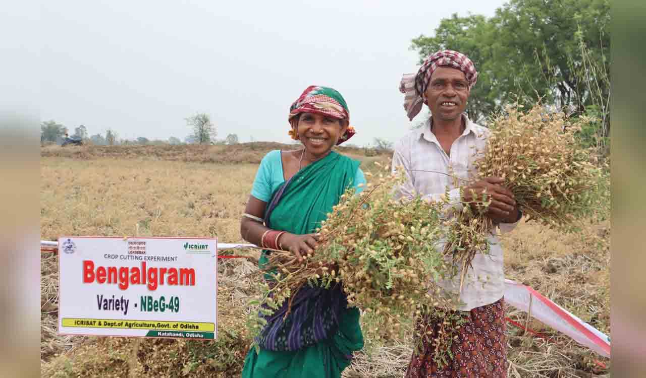 ICRISAT’s rice-fallow cultivation in Odisha proves success