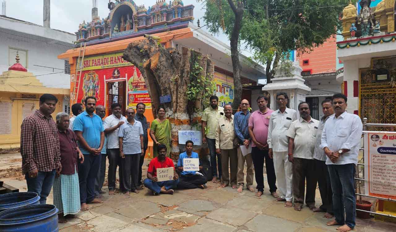 100-year-old sacred fig tree saved from becoming history in Hyderabad