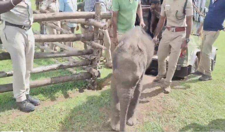 Baby Elephant Rescued
