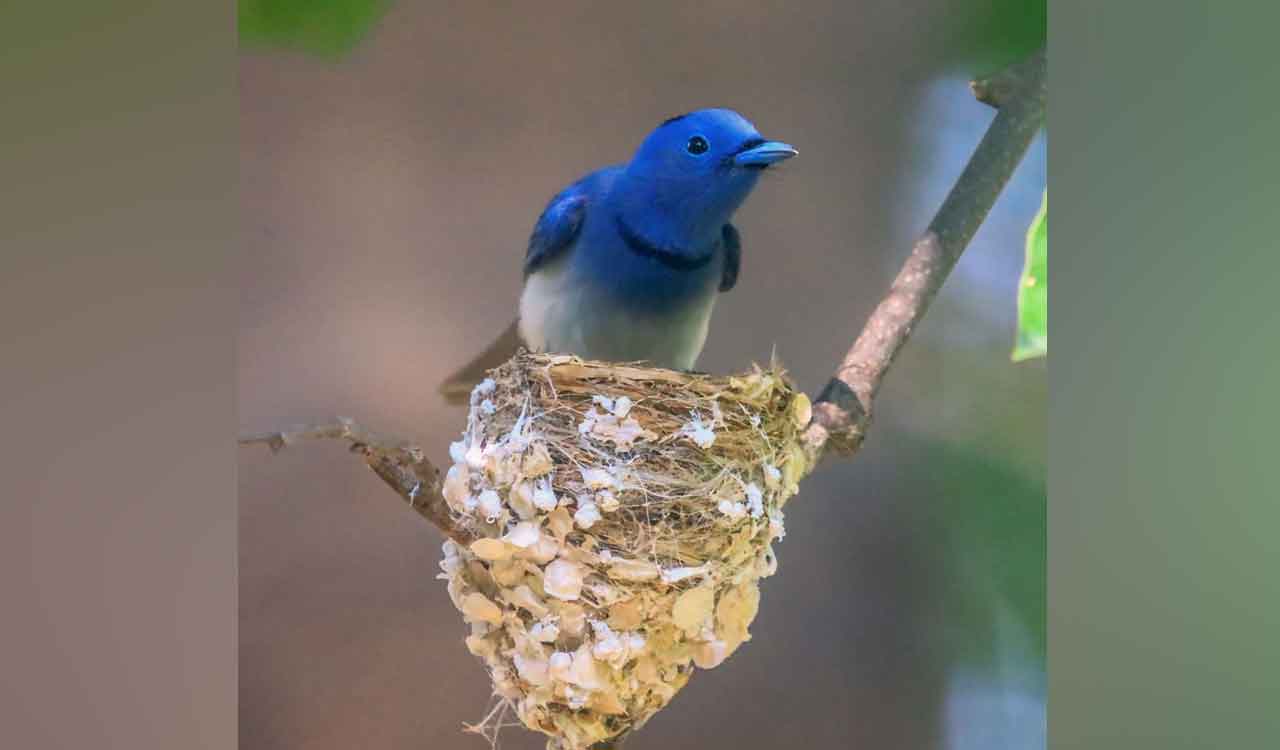 Adilabad wildlife photographer spots Black-naped monarch