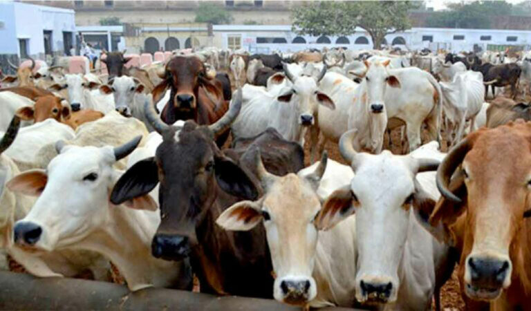 Around 100 cattle rescued from illegal shifting to slaughter houses in Asifabad