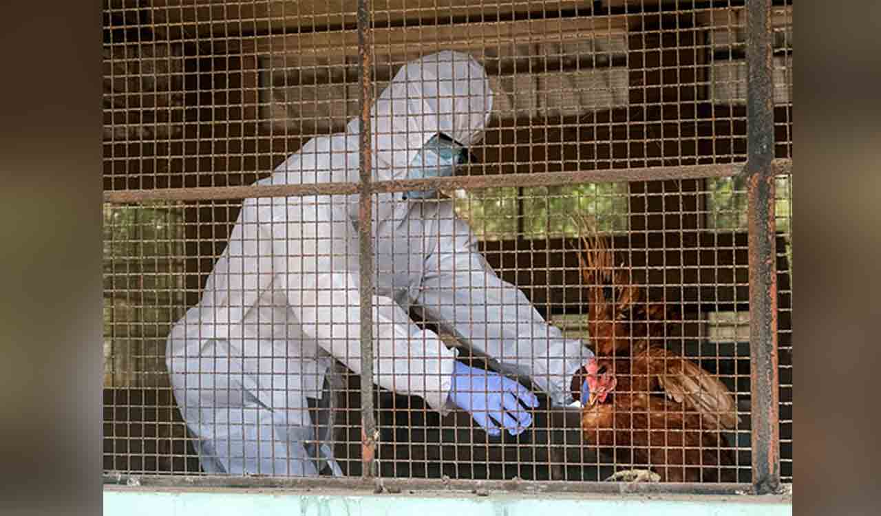 Centre urges preventive measures as four states report Avian Influenza