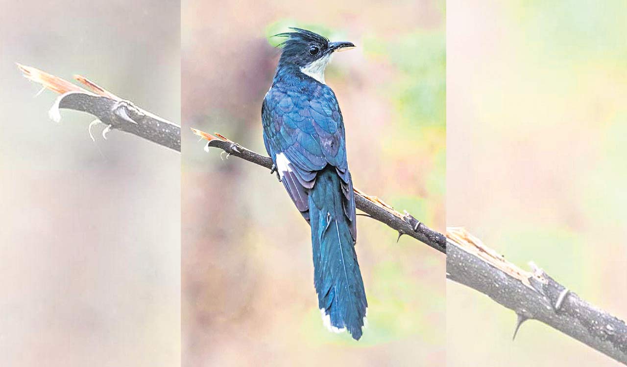 Harbingers of monsoon arrive in Telangana