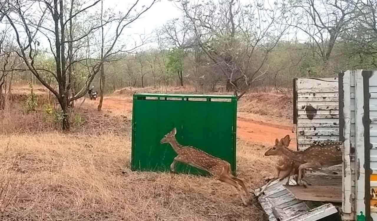 19 spotted deer released in Chennur corridor to feed tigers in Kawal