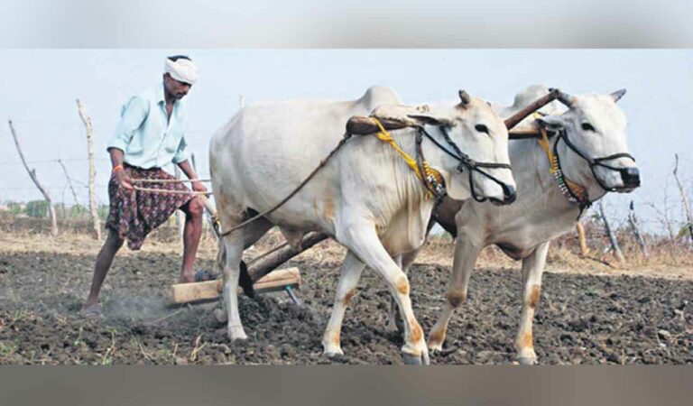 Delays In Credit Plan, Rythu Bharosa, Loan Waiver Hit Sangareddy Farmers Hard