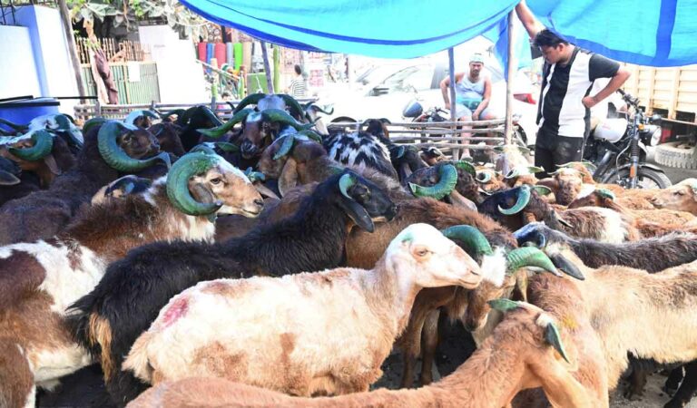 Nizamabad: District administration returns money to sheep scheme beneficiaries