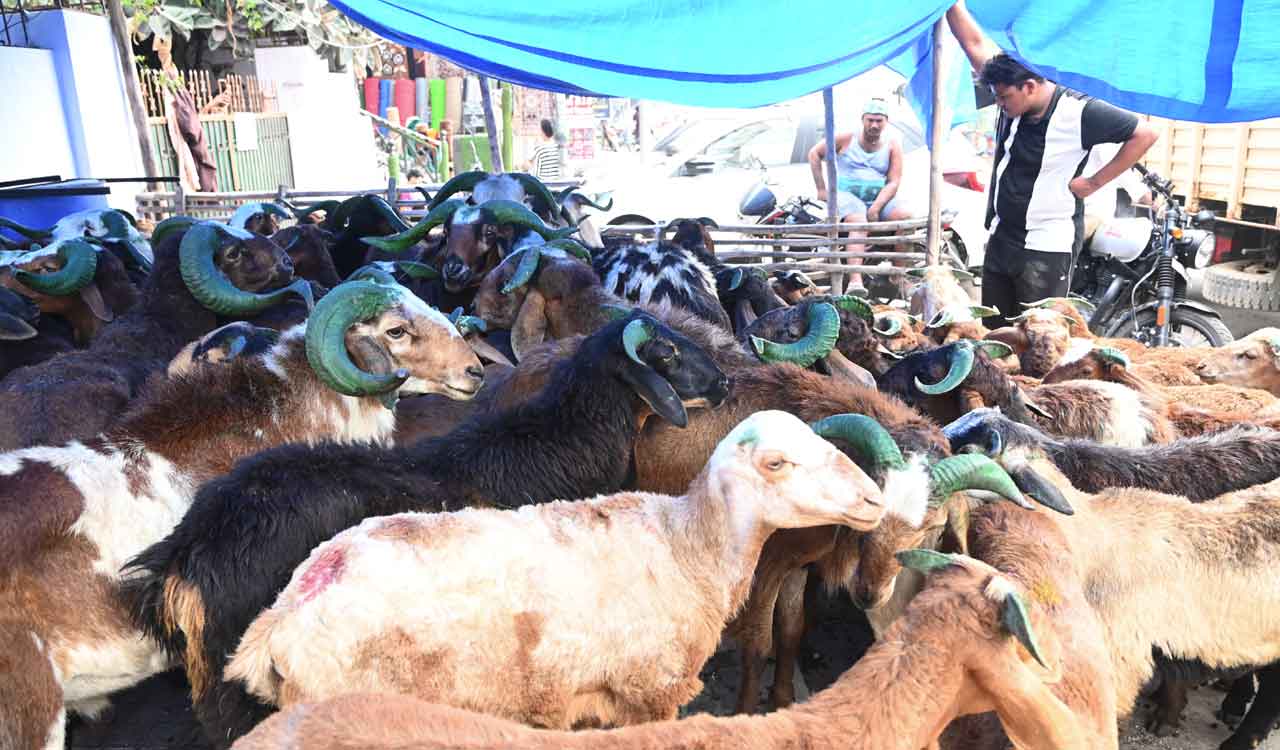 Demand for sheep, goats up in Hyderabad ahead of Bakrid