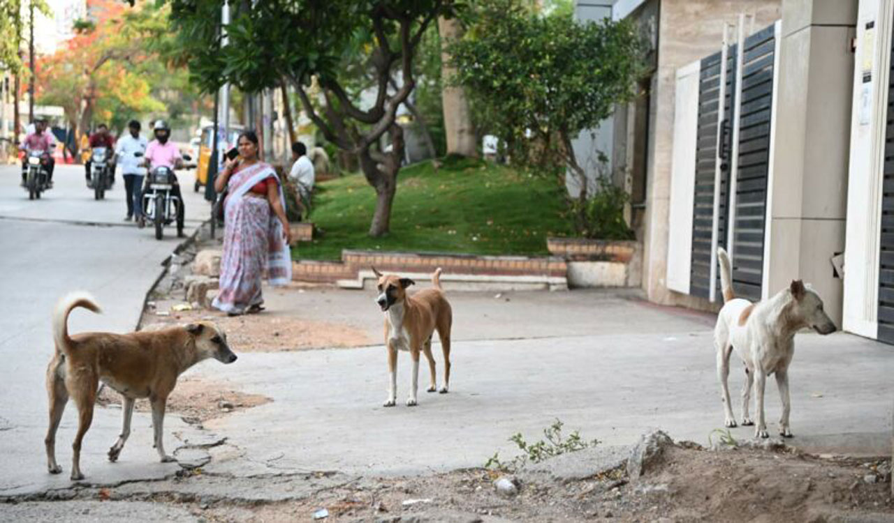 Mancherial: Man Stabs Street Dog To Death For Attacking His Pigs ...