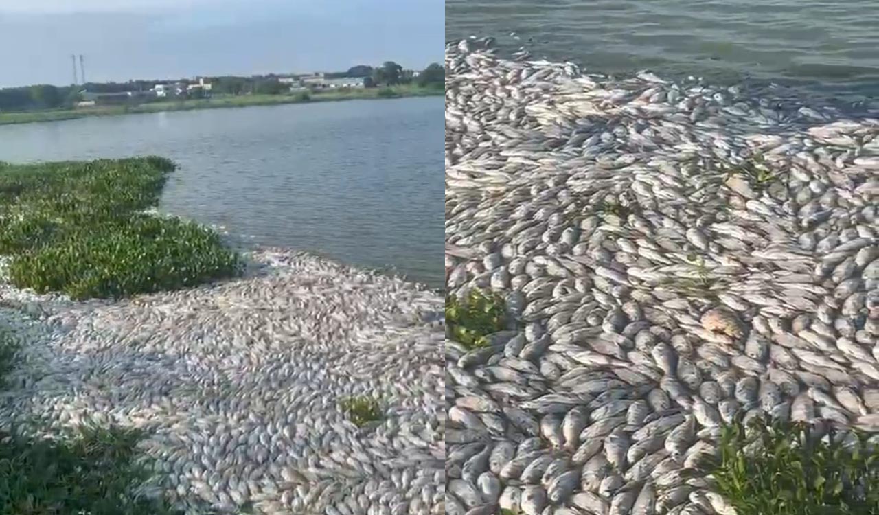 Mass death of fish: Fishermen demand steps to protect Chitkul lake