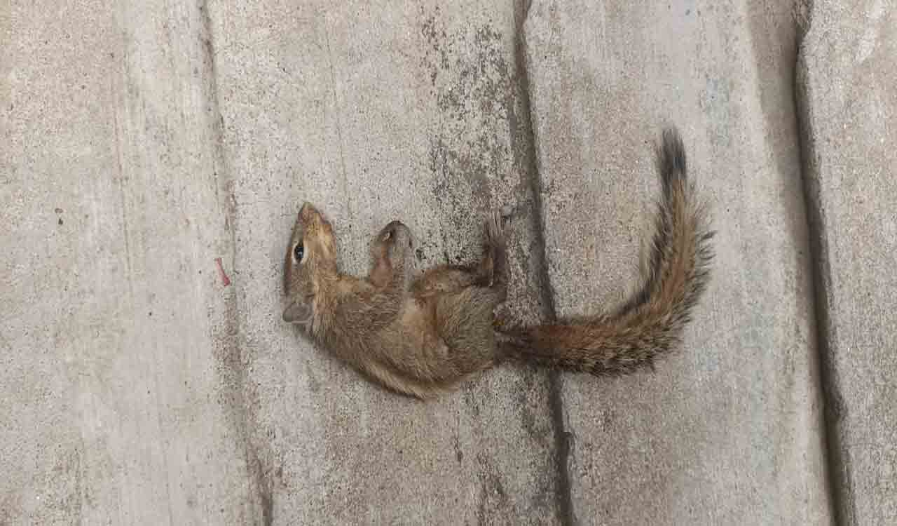 Hyderabad: After lizard, squirrel becomes villain of power cut saga