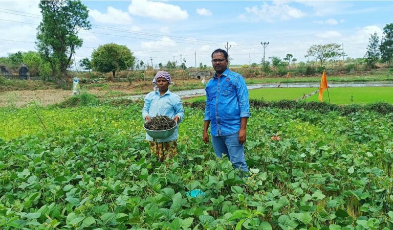 Green Gram As Green Manure