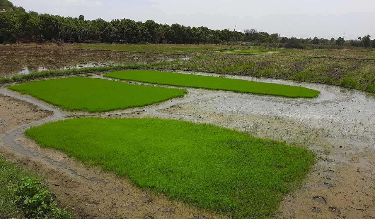 Karimnagar farmers not showing interest in fine variety paddy