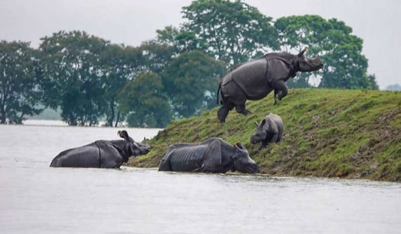 Kaziranga National Park fully prepared to tackle flood situation