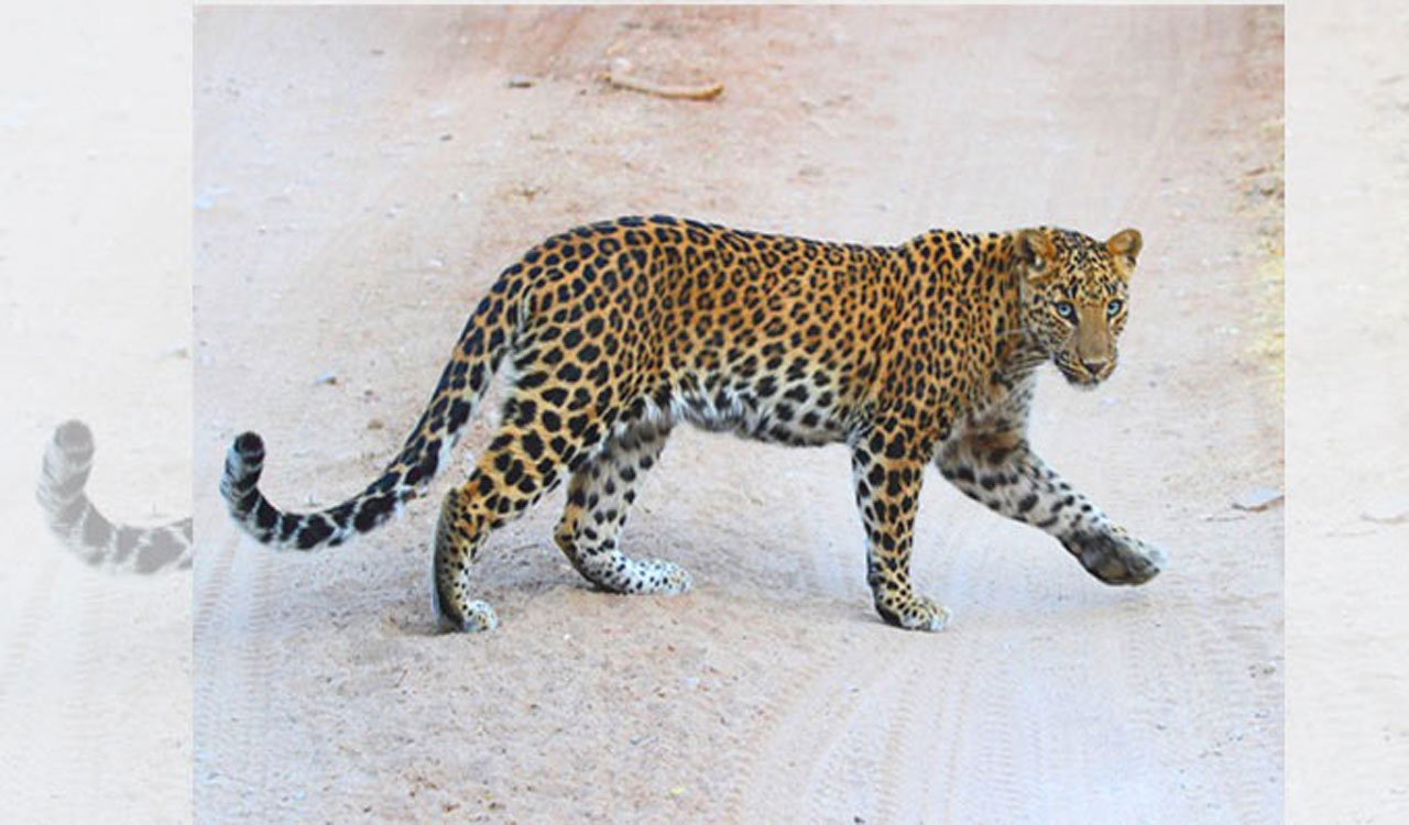 Mahabubnagar: Villager attacked by ‘leopard’, officials refute claims
